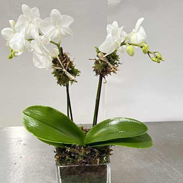 White orchid plant in a clear square vase with moss