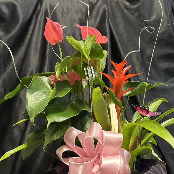 Tropical plant arrangement in a wicker basket with pink ribbon