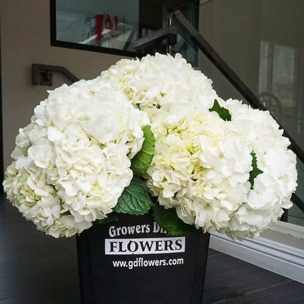 Cluster of white hydrangea blooms in a black plastic bucket.