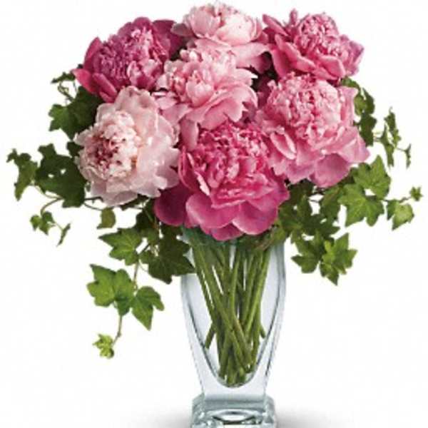 Pink peonies in a clear glass vase with trailing greenery