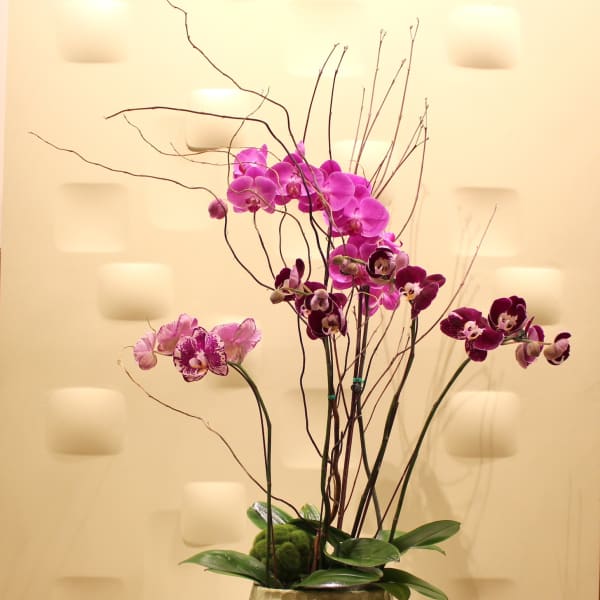 Tall orchid arrangement in a textured ceramic pot