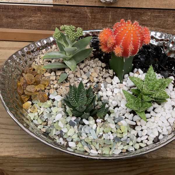 Succulent arrangement in a shallow silver bowl with colorful decorative stones