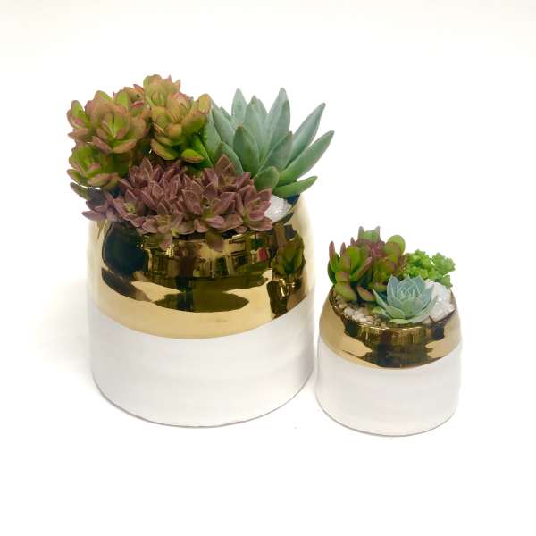 Two succulent arrangements in white-and-gold pots