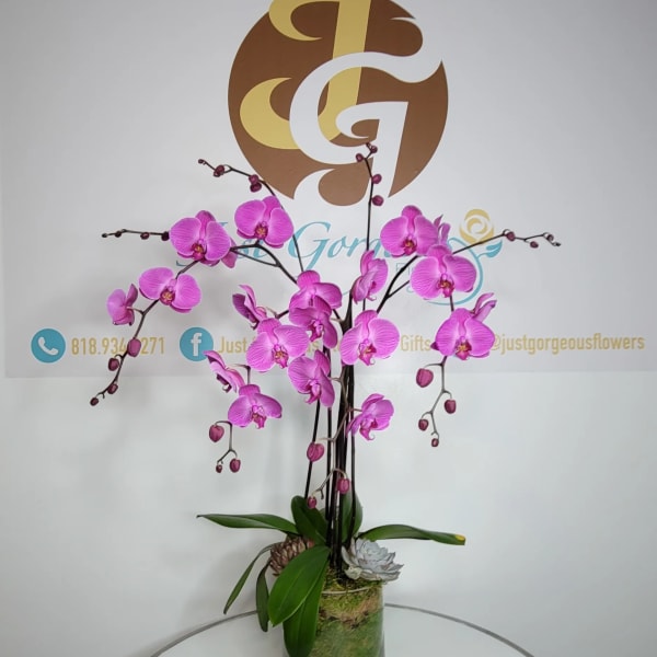 Pink orchids arranged in a glass vase with green leaves