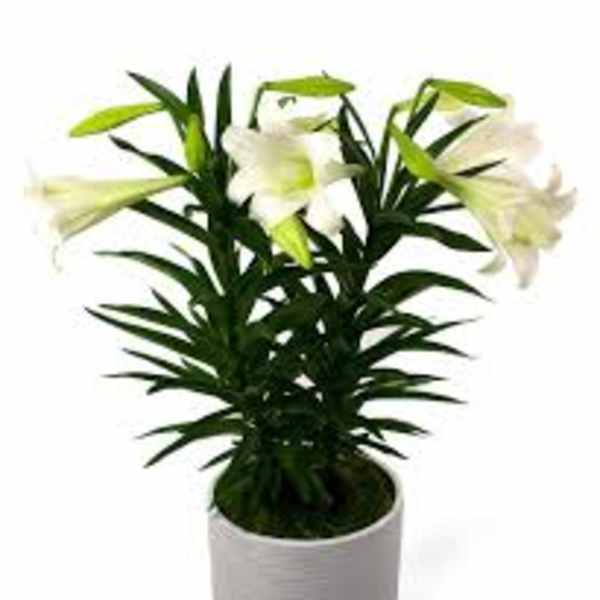 DOUBLE STALK EASTER LILY PLANT NEW-P200