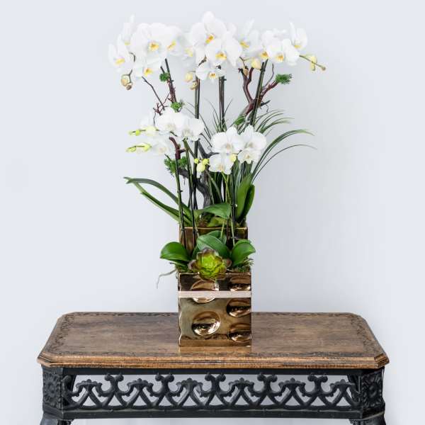 Tall arrangement of white orchids in a gold square vase