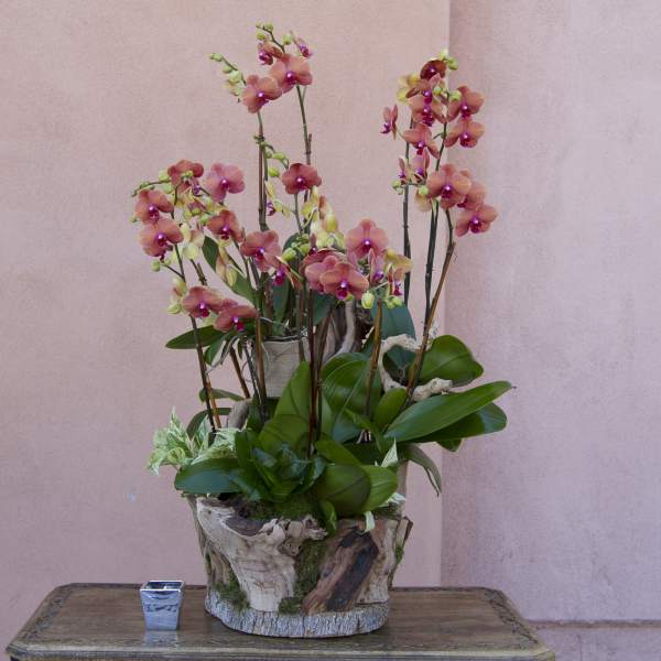 Potted orchid arrangement with pink blooms in a rustic container