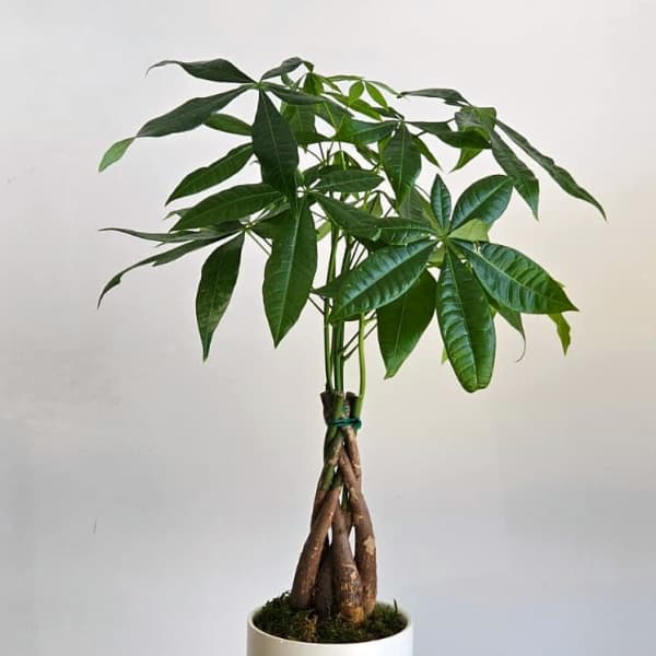 Potted money tree plant with braided trunk and glossy green leaves