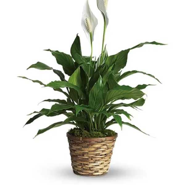 Potted peace lily with white blooms in a woven basket