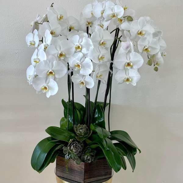 White orchid arrangement in a wooden planter with succulents