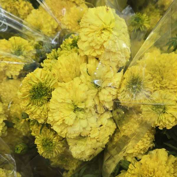 Bundle of yellow marigold flowers wrapped in clear plastic