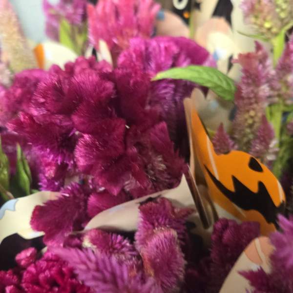 Bouquets of magenta and purple feathery flowers wrapped in patterned paper