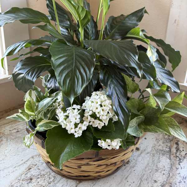 Peace Lily Sympathy basket