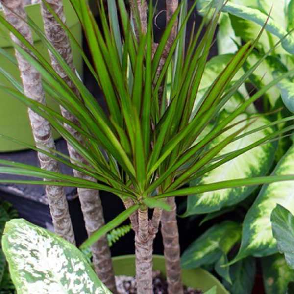 Assorted potted tropical plants and ferns with variegated foliage