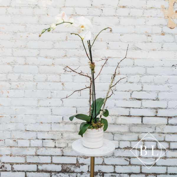 White orchid arrangement in a white pot on a small round table