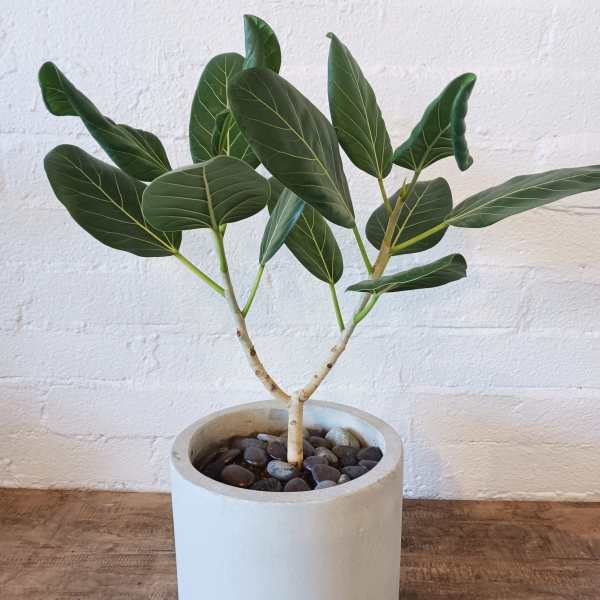 Potted green houseplant with broad oval leaves in a white planter