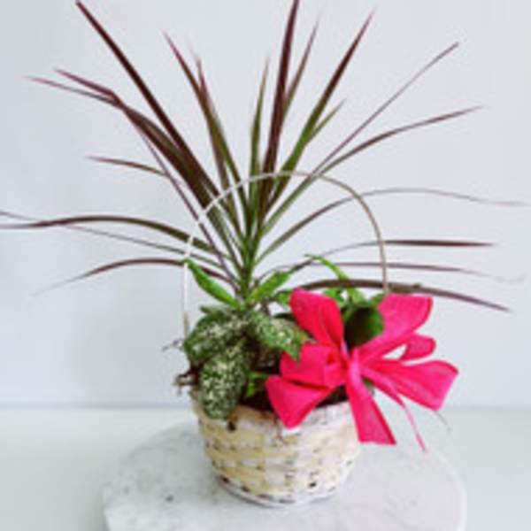 Potted plant arrangement with a bright pink bow in a woven basket