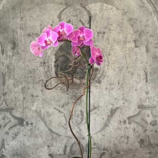 Pink orchid in a glass vase with moss