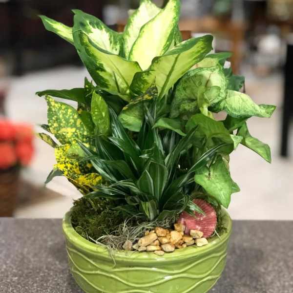Green potted plant arrangement in a ceramic bowl with decorative stones