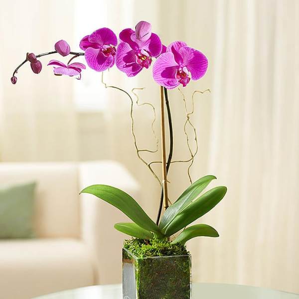 Pink orchid plant in a square glass vase