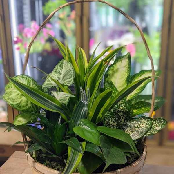 Basket of assorted green houseplants with a woven handle