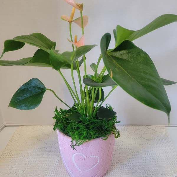 Anthurium Love