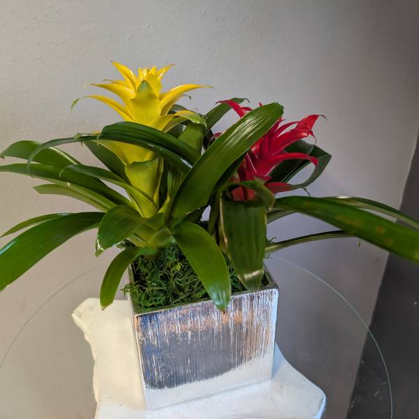 Bromeliads in Silver Square