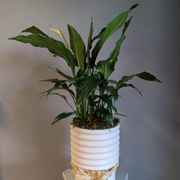 Tall green peace lily plant in a white ribbed pot with raffia tie