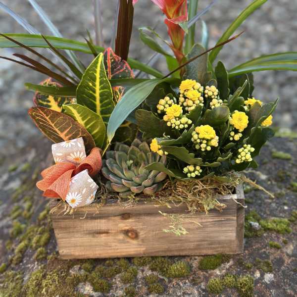 Succulent arrangement with yellow blooms in a wooden box