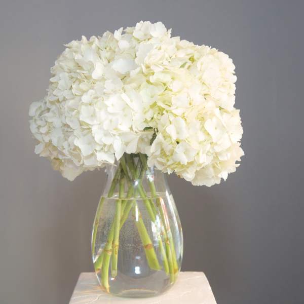 Ashbury Heights Hottie