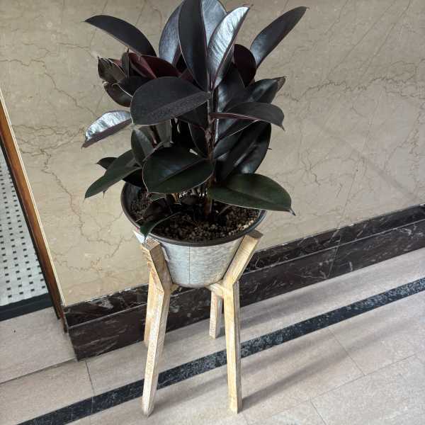 Potted rubber plant with dark glossy leaves on a wooden stand