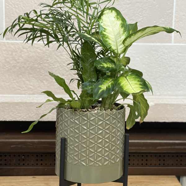 Potted green houseplant in a textured planter on a black stand