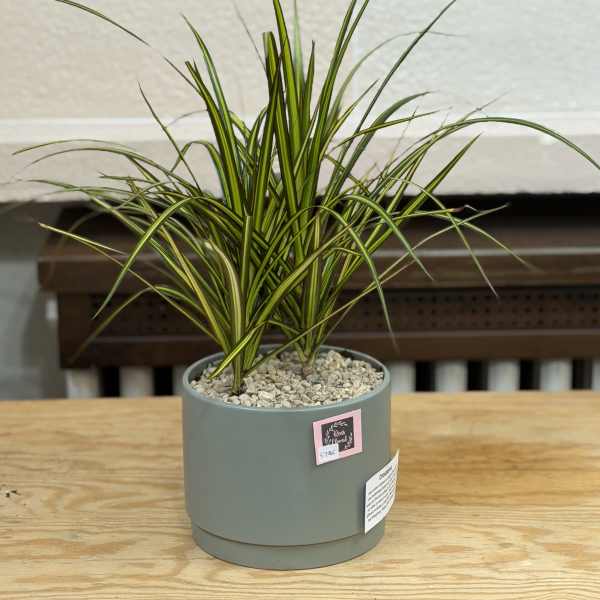 Potted dracaena plant in a gray container