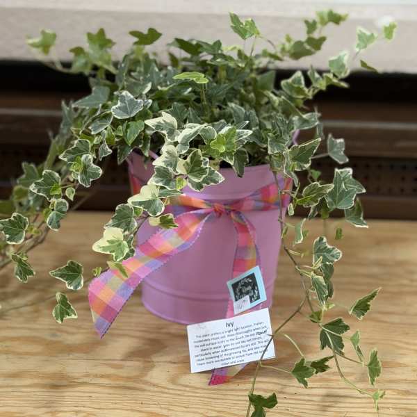 Variegated ivy plant in a pink pot with a plaid ribbon