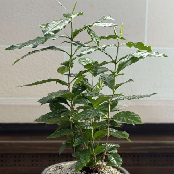 Potted green plant with glossy leaves in a black ceramic bowl