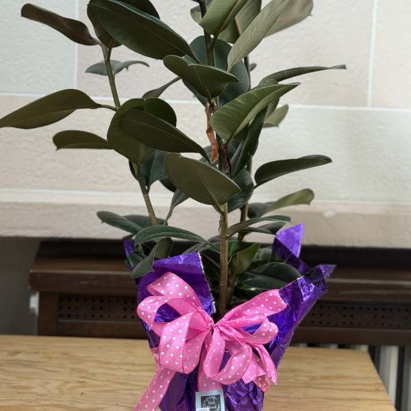 Potted rubber plant wrapped in purple foil with a pink ribbon