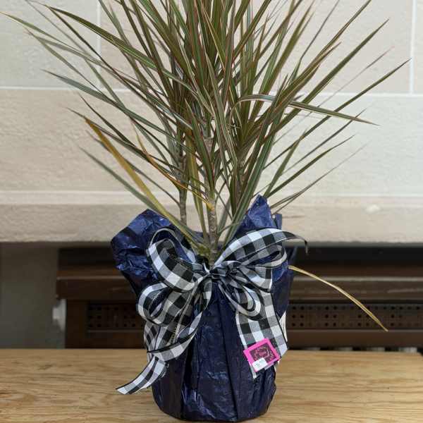 Potted dracaena plant wrapped with a plaid bow