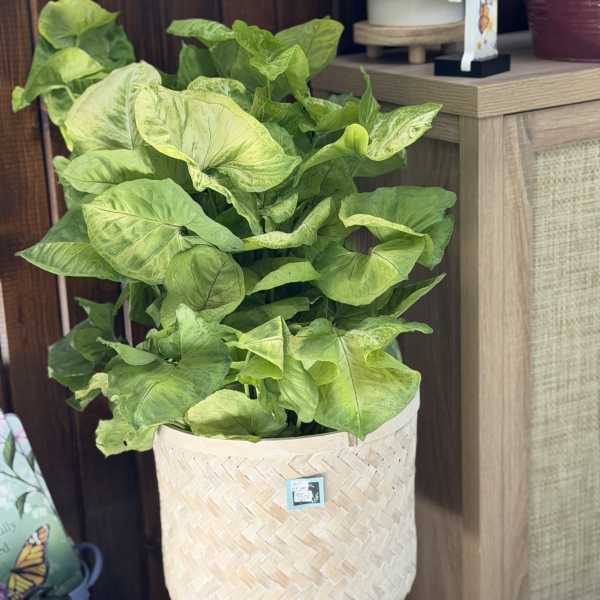 Potted green houseplant in a woven basket planter
