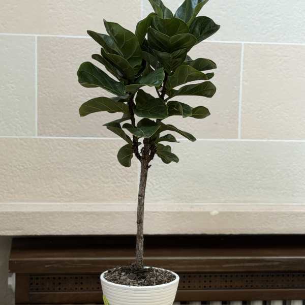 Fiddle Leaf Fig Tree