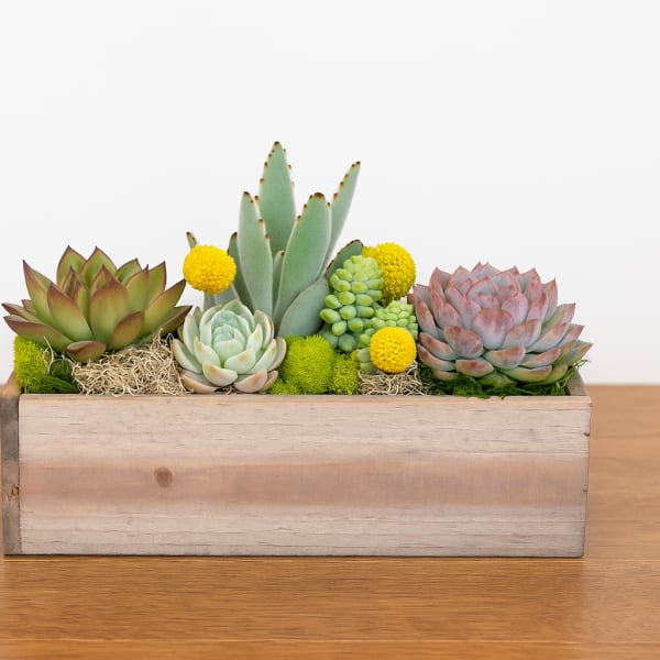Succulent arrangement in a rectangular wooden planter with yellow accents