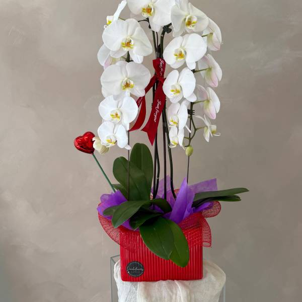 White orchid arrangement in a red container with a red heart pick