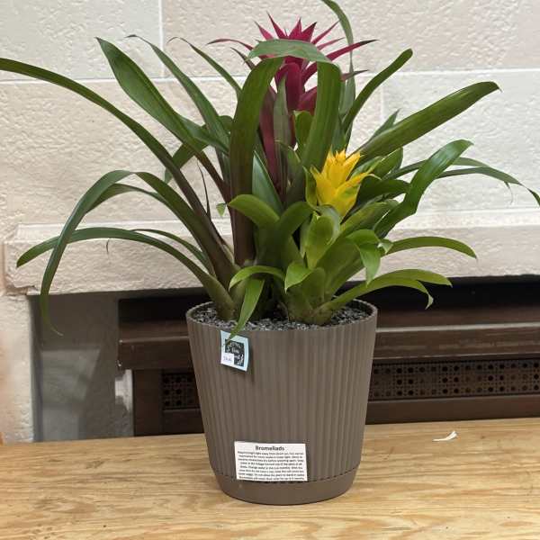 Potted bromeliad plant with pink and yellow blooms