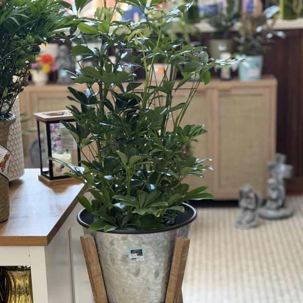 Potted green houseplant in a metal container on a wooden stand