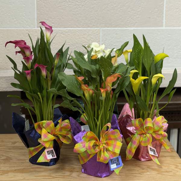 6" Wrapped Calla Lily