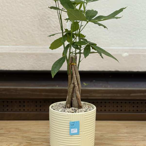 6" Money Tree Pot