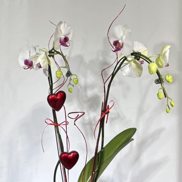 White orchid plant in a pot with pink ribbon and red heart ornaments
