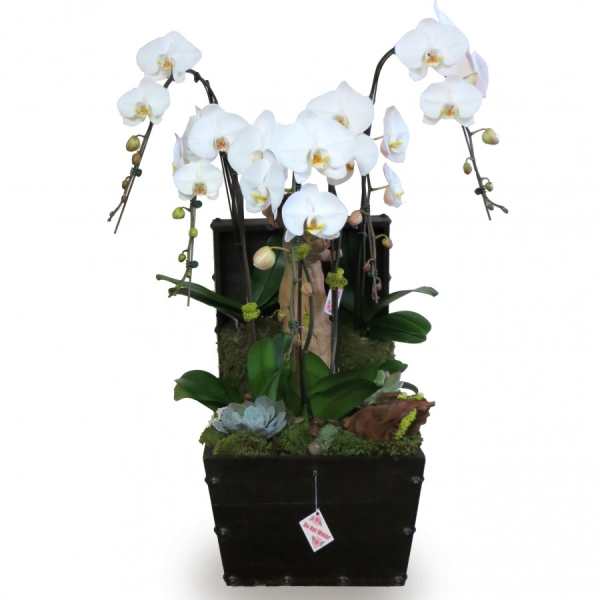 White orchid arrangement in a black square planter with succulents