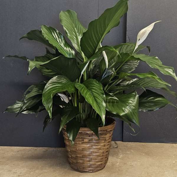 Potted peace lily plant in a woven basket