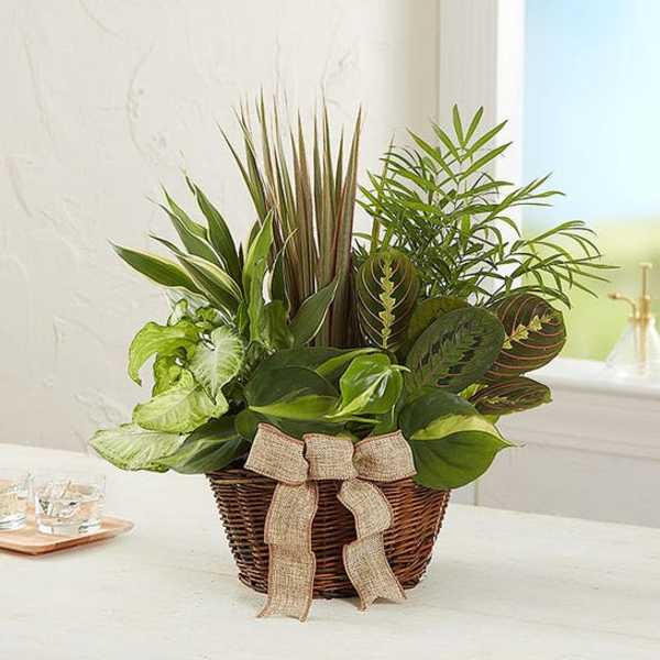 Basket of assorted green houseplants with a burlap bow