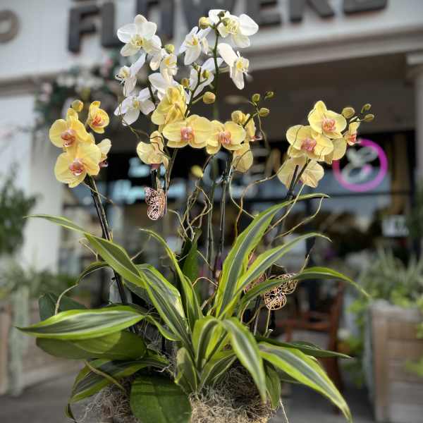 Potted orchid arrangement with yellow and white blooms in a wooden container